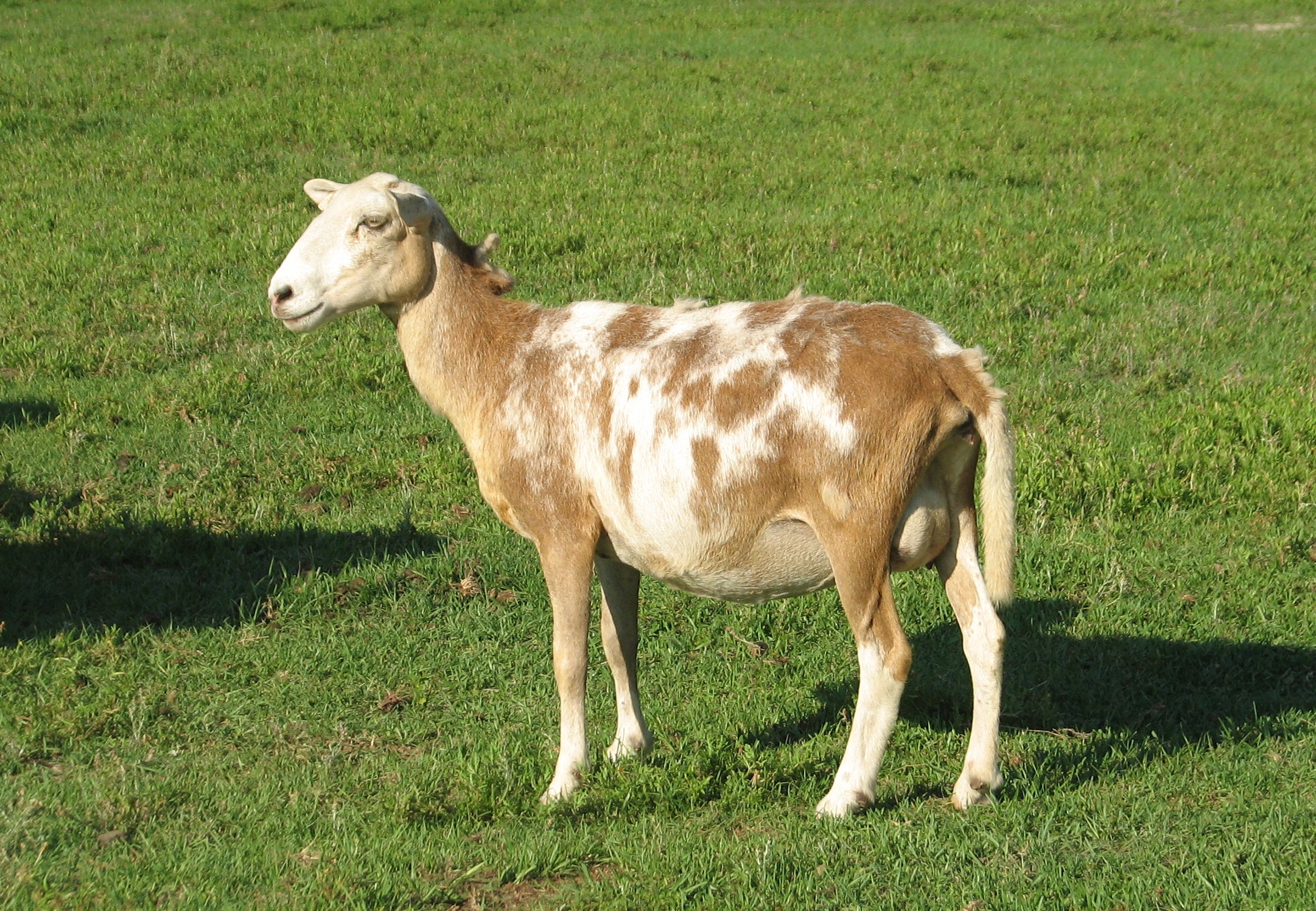 Katahdin Sheep Rocking B A B Ranch