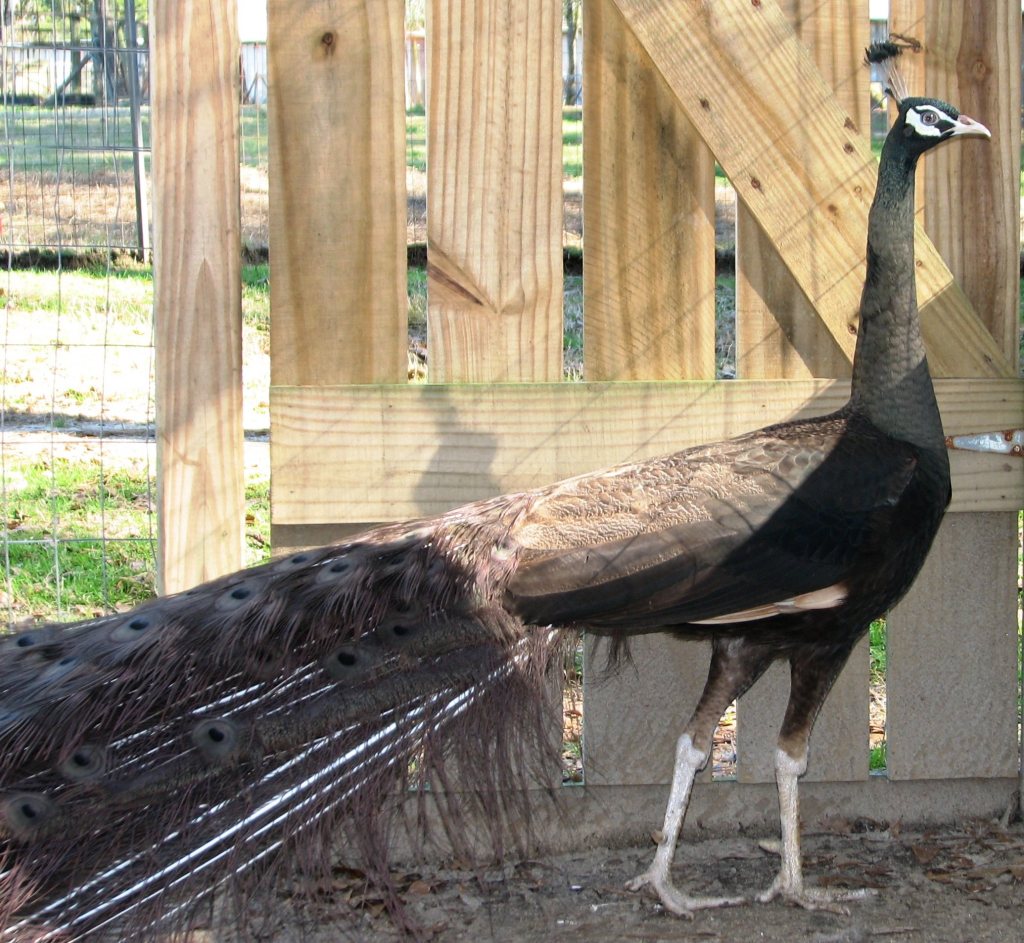 156. Spalding Buford Bronze Cock - Rocking B-A-B Ranch