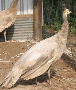 176. Spalding Opal Hen - Rocking B-a-b Ranch