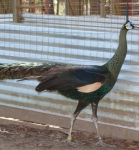 Green peafowl