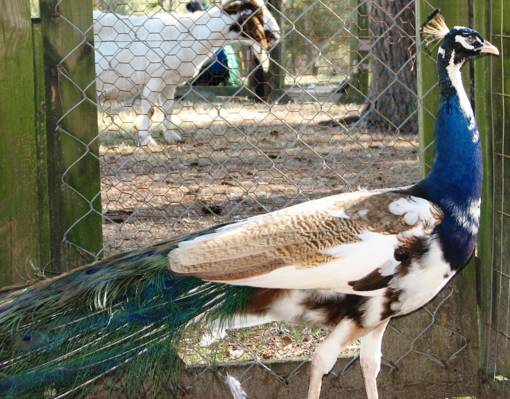 36. Purple Pied Cock - Rocking B-A-B Ranch