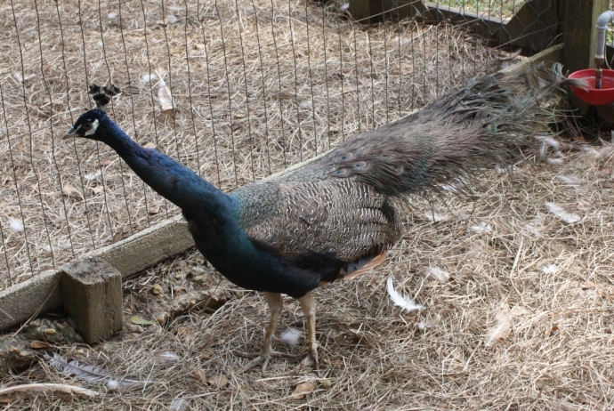 Peafowl Photo, Peafowl pictures- Rocking B-A-B Ranch